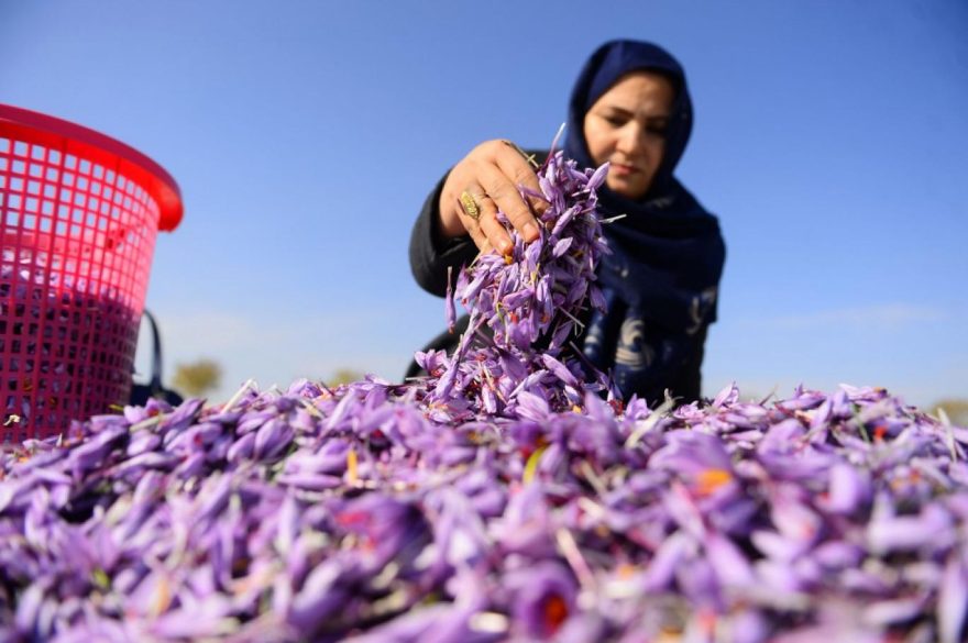 The Vital Role of Women in Herat’s Saffron Production Amid Challenges