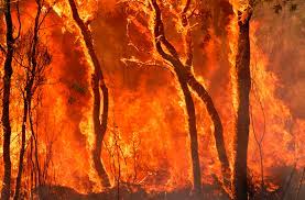 कीठम के जंगलों में लगी भीषण आग, कई वन्य जीव-जंतु जल कर खाक